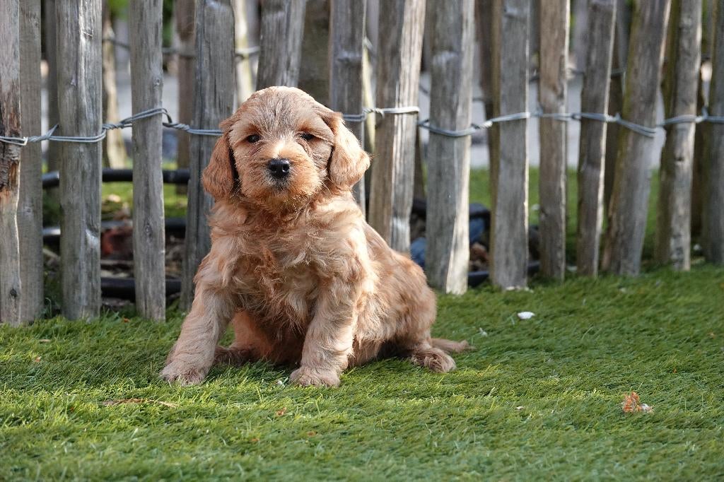 Mini Labradoodle pups (met stamboom), Parvo, België, Overige rassen, 8 tot 15 weken