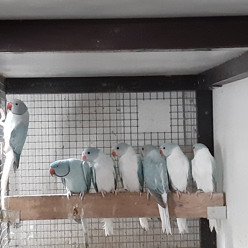 Halsband parkieten, Dieren en Toebehoren, Parkiet, Geringd