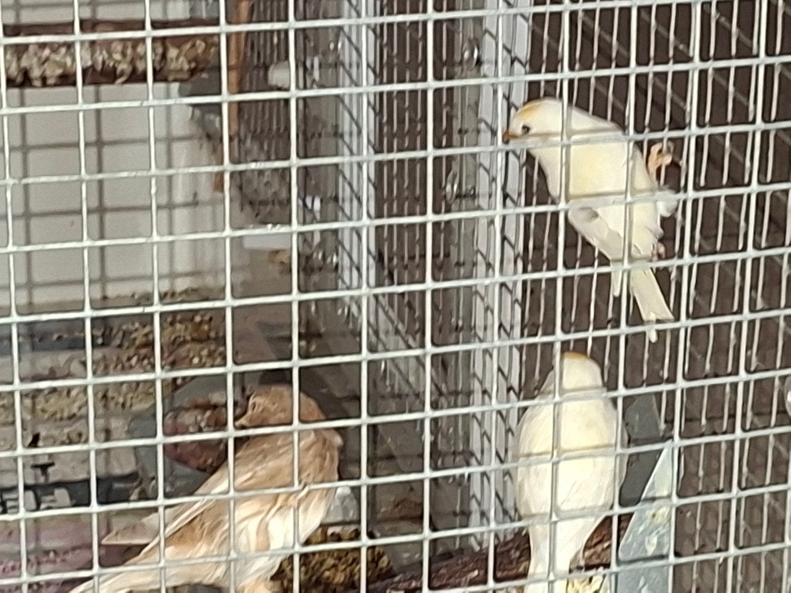 kleine barmsijsjes te koop €60, Dieren en Toebehoren, Meerdere dieren, Wildzangvogel