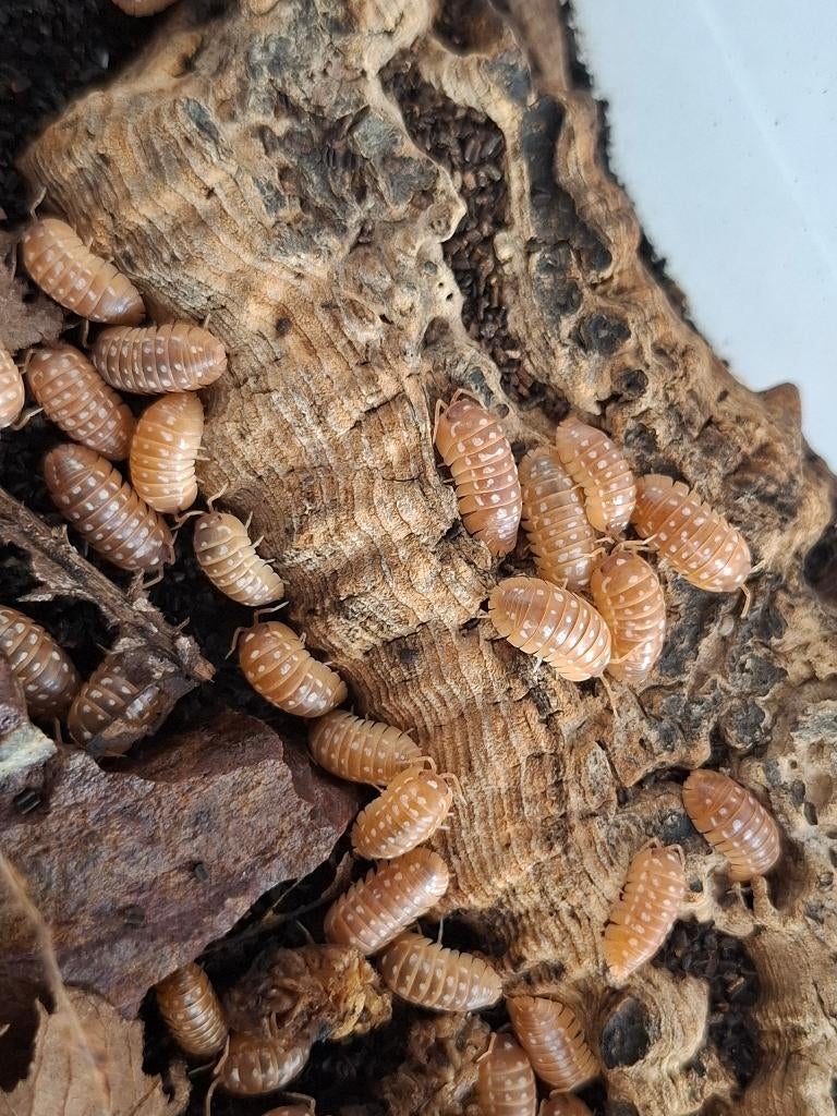 Isopods - Armadillidium werneri Orange -, Dieren en Toebehoren, Overige soorten