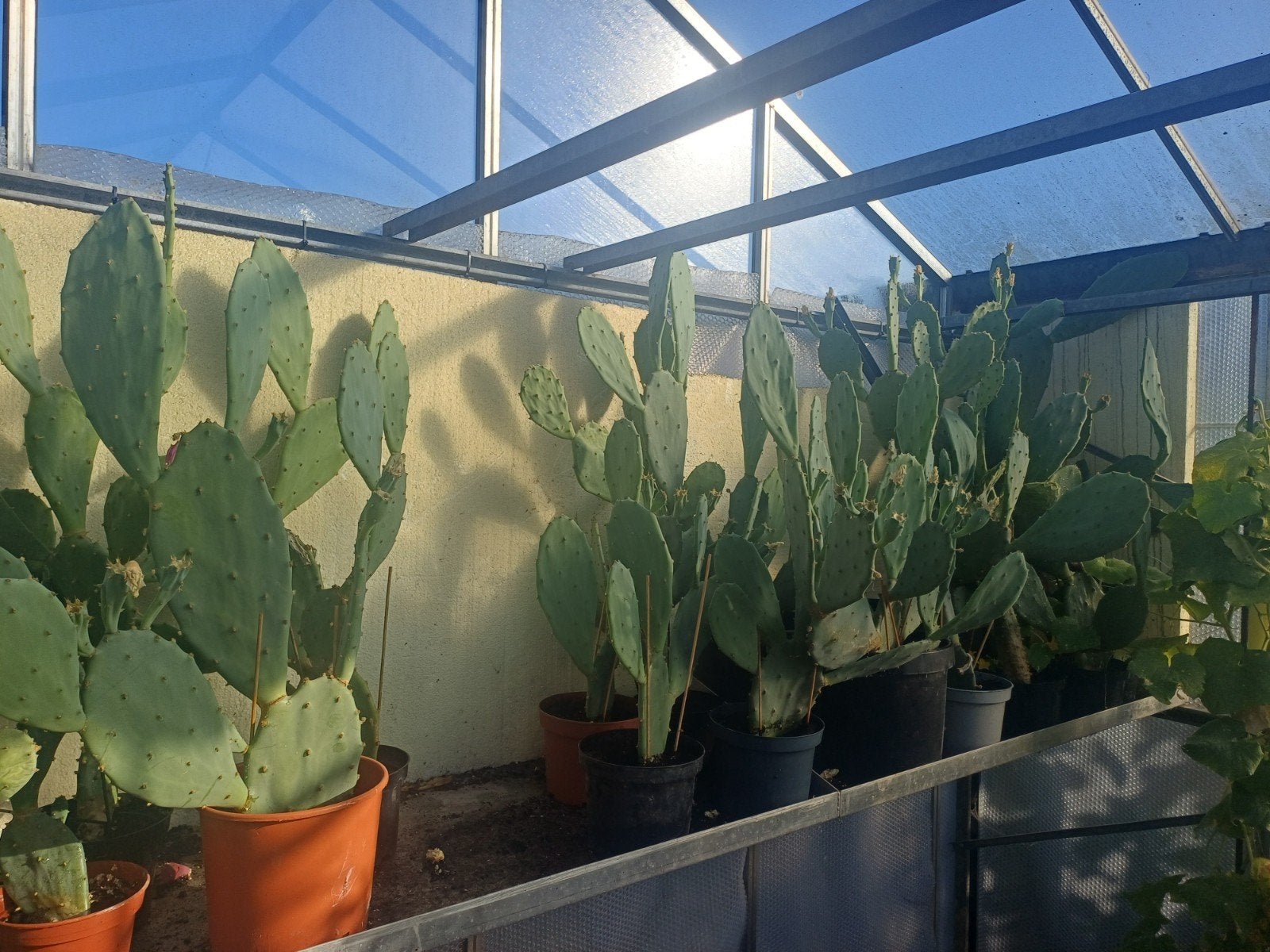 Mooie schijfcactussen, Volle zon, Vaste plant, Zomer, Ophalen