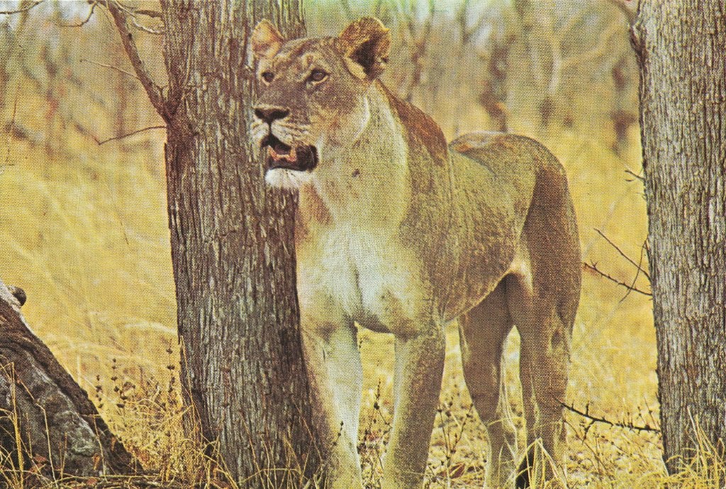 LEEUWIN  in  WANKIE  NATIONAL  PARK, Verzamelen, Postkaarten | Dieren, Verzenden, Ongelopen, Wild dier