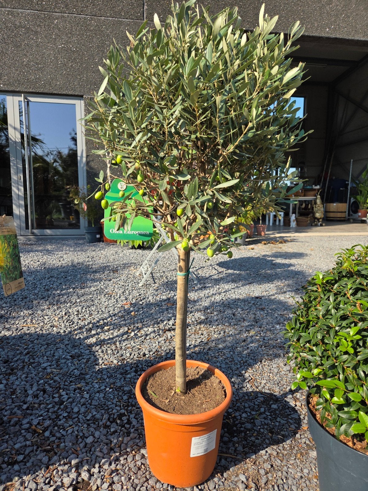 Olijfboom Olea Europaea, Tuin en Terras, Ophalen, Olijfboom