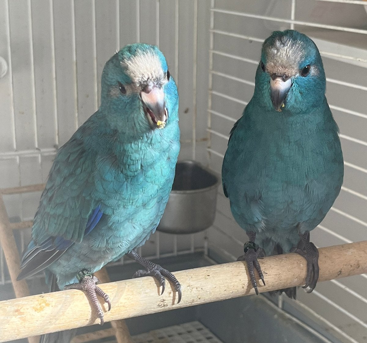 Kakariki Mâle EAM, Mâle, Bagué