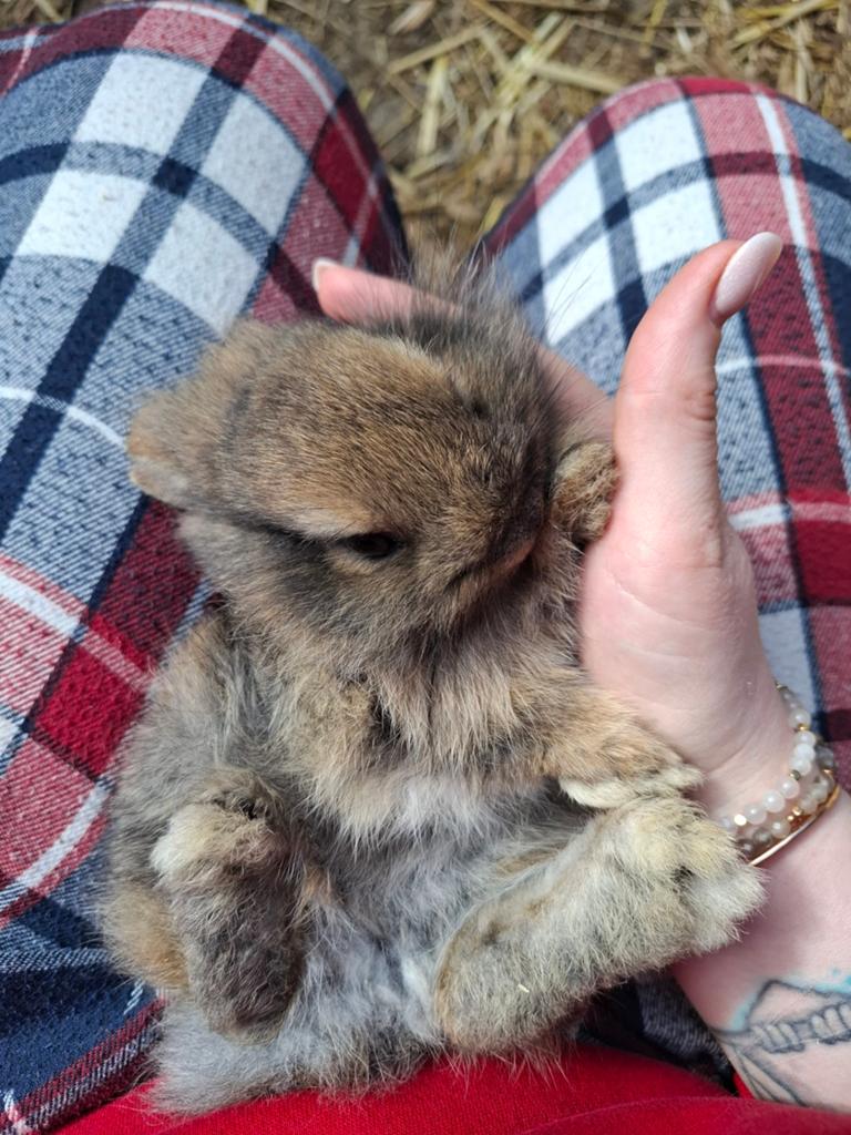 Nog 1 dwergkonijntje zoekt een nieuwe thuis, Dieren en Toebehoren, April
