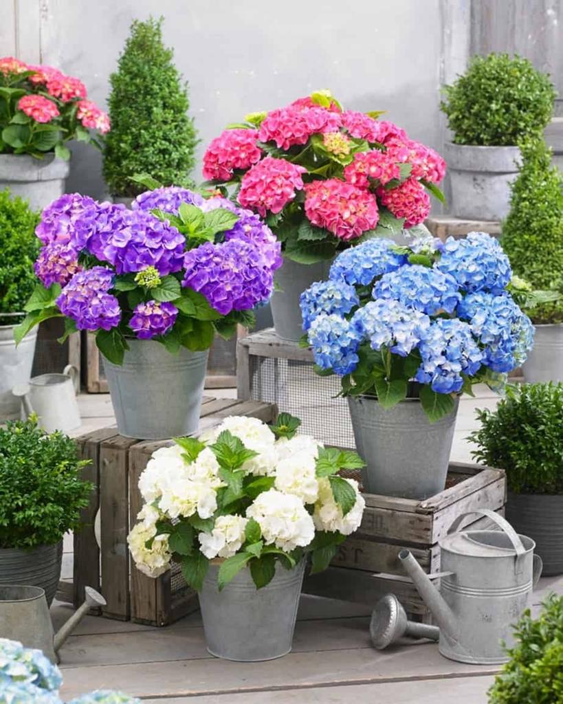 ‼️macrophylla boerenhortensia aan promoprijzen ‼️, Ophalen