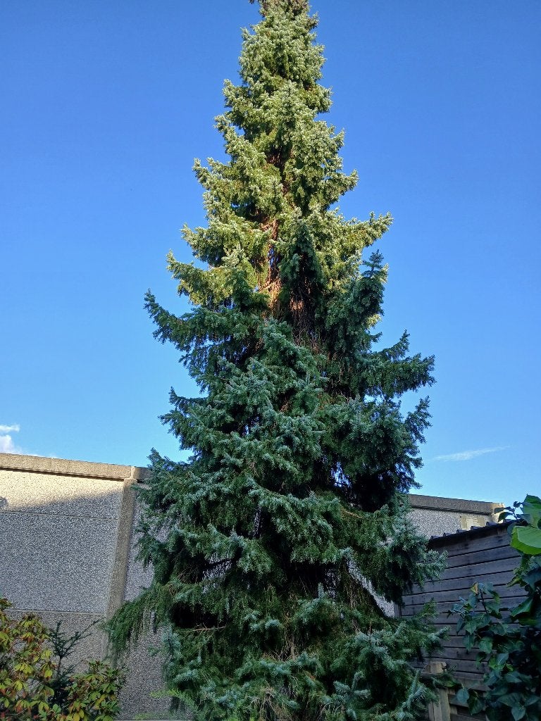 Kersboom, Enlèvement