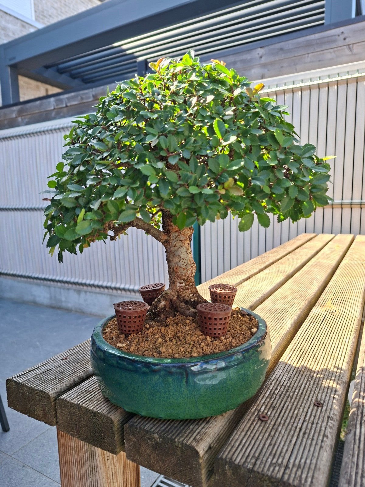 Kurk Iep, Tuin en Terras, Ophalen