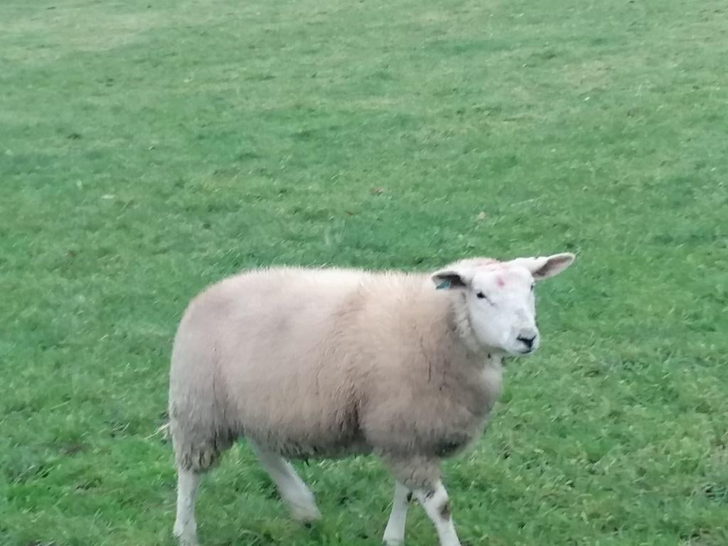 2 schapen te koop, Dieren en Toebehoren, Schapen, Geiten en Varkens, Vrouwelijk, Schaap, 0 tot 2 jaar