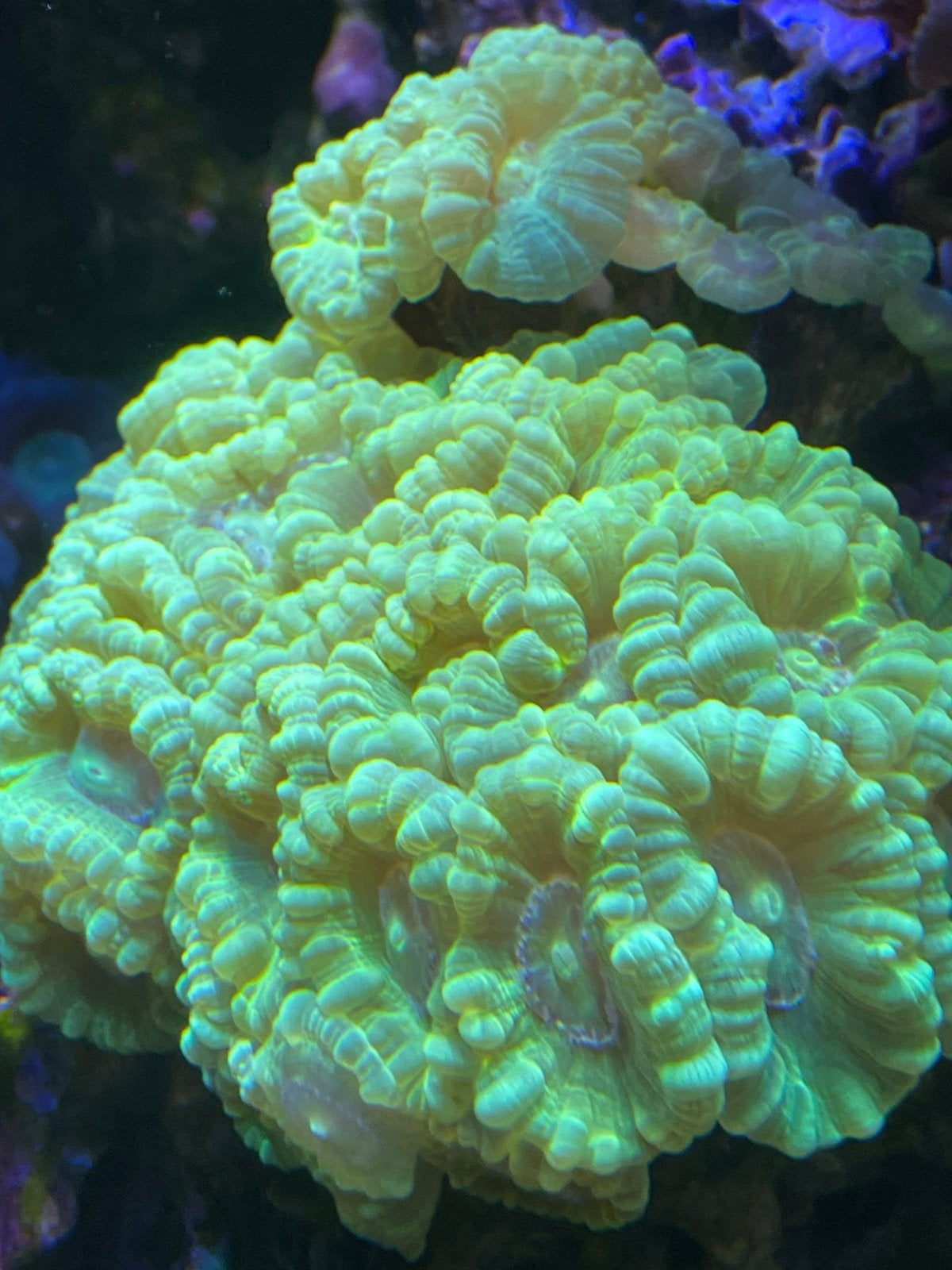 Fluo Caulastrea koraal, Dieren en Toebehoren, Zoutwatervis