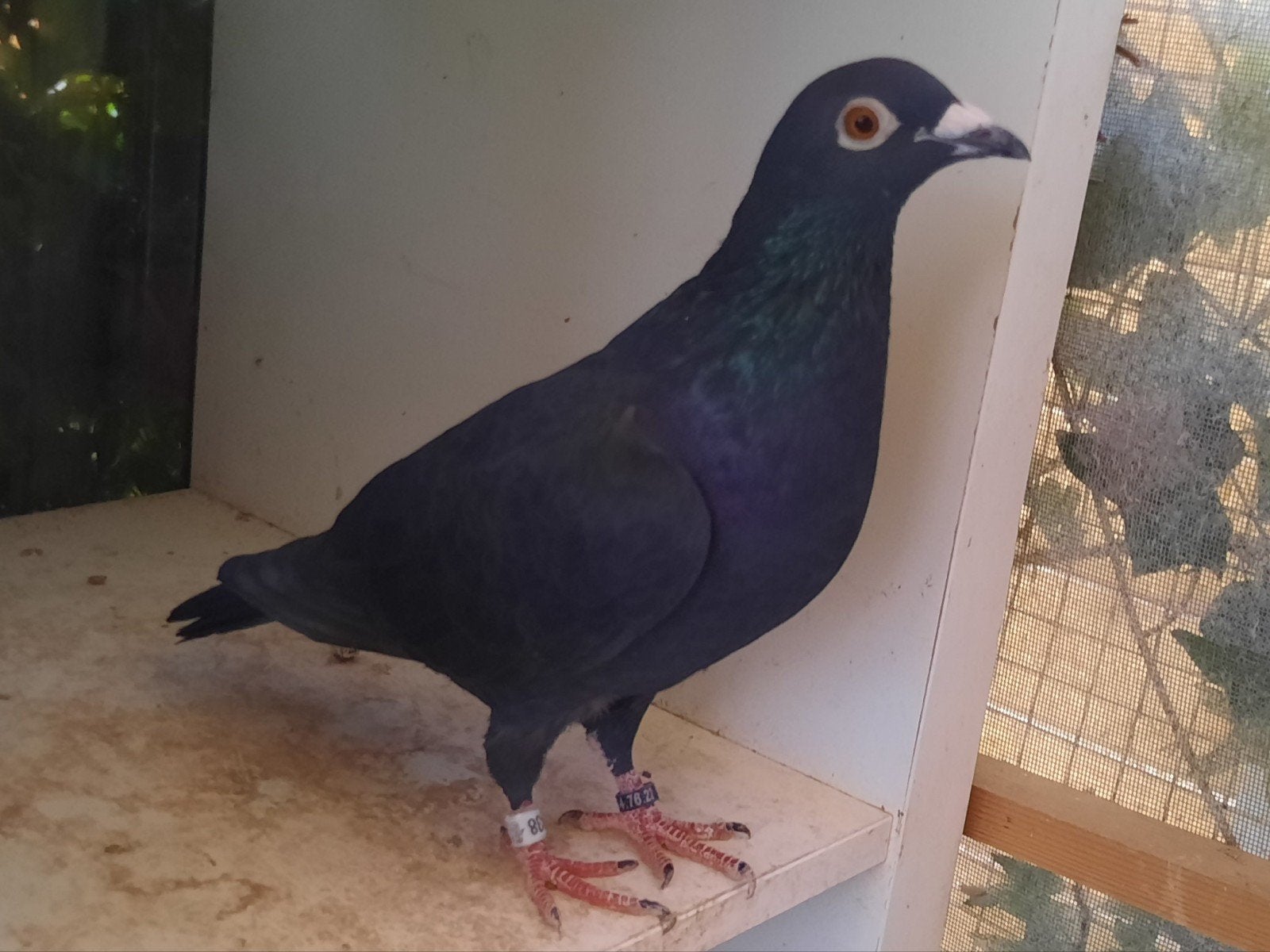 Koppel zwarte reisduiven, Dieren en Toebehoren