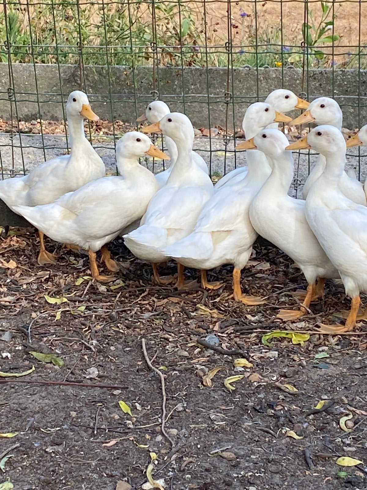 Hollandse kwakers wit, Dieren en Toebehoren, Pluimvee