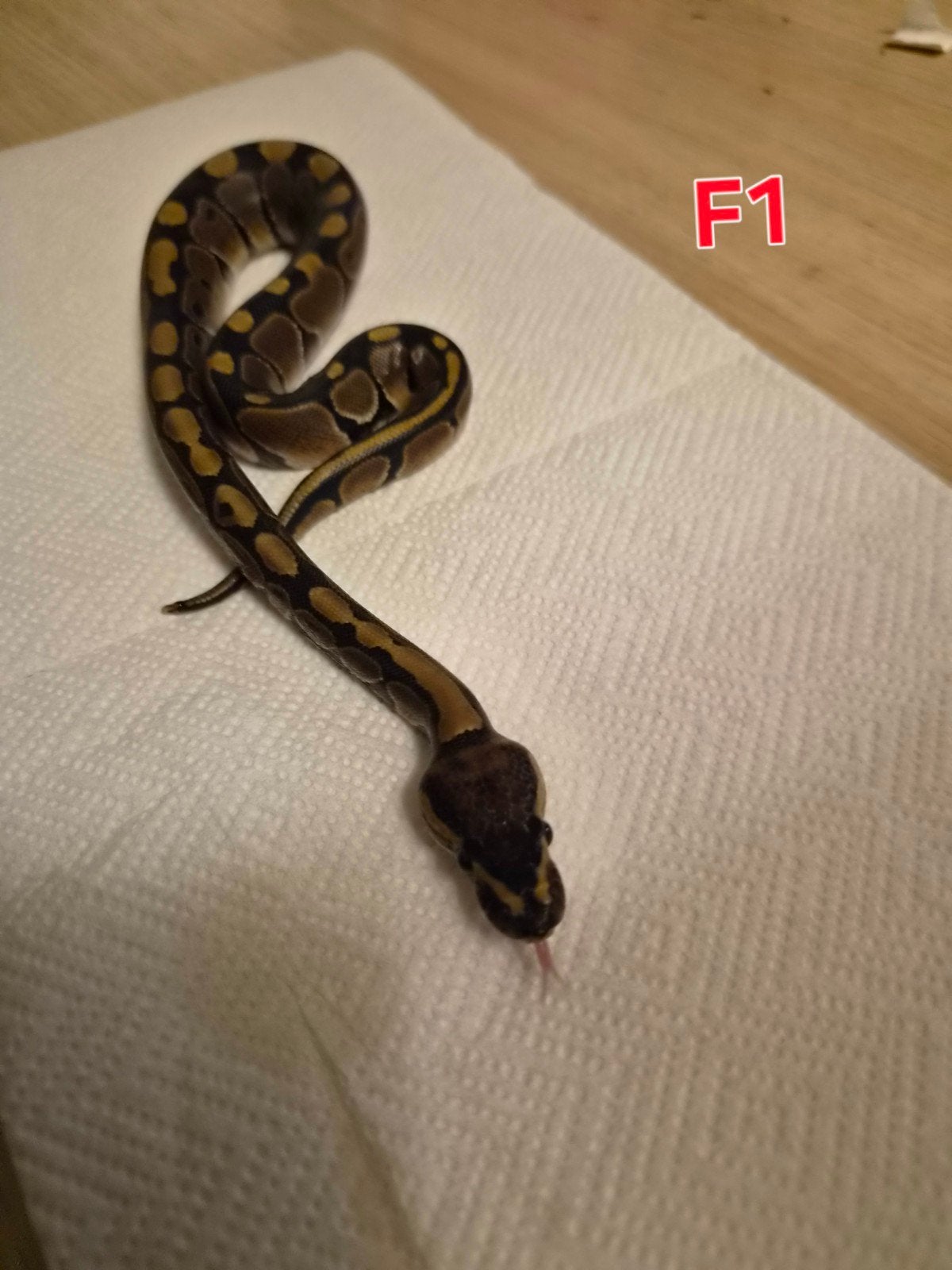 divers python regius classique femelle