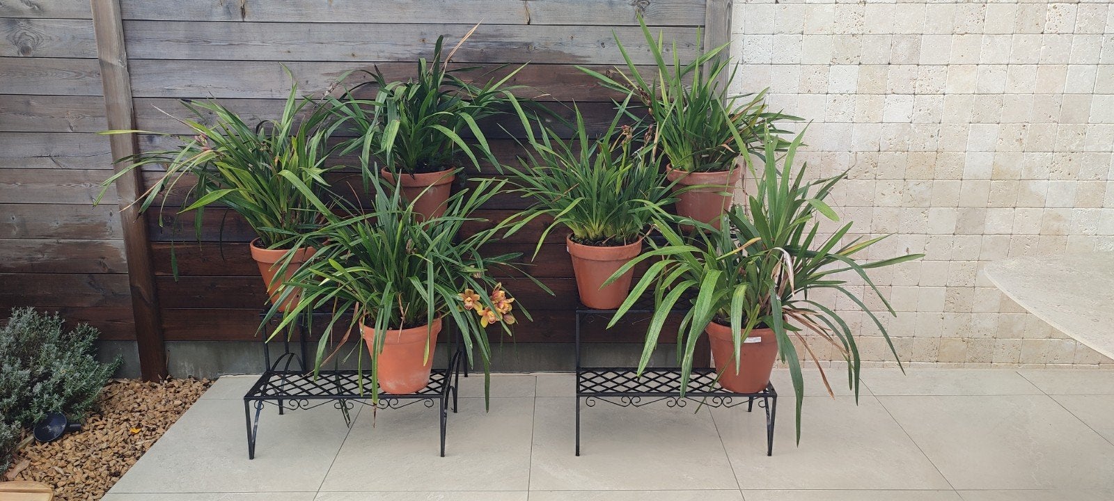 Cymbidium orchideeën, Enlèvement, Plante fixe, Autres espèces, Mi-ombre