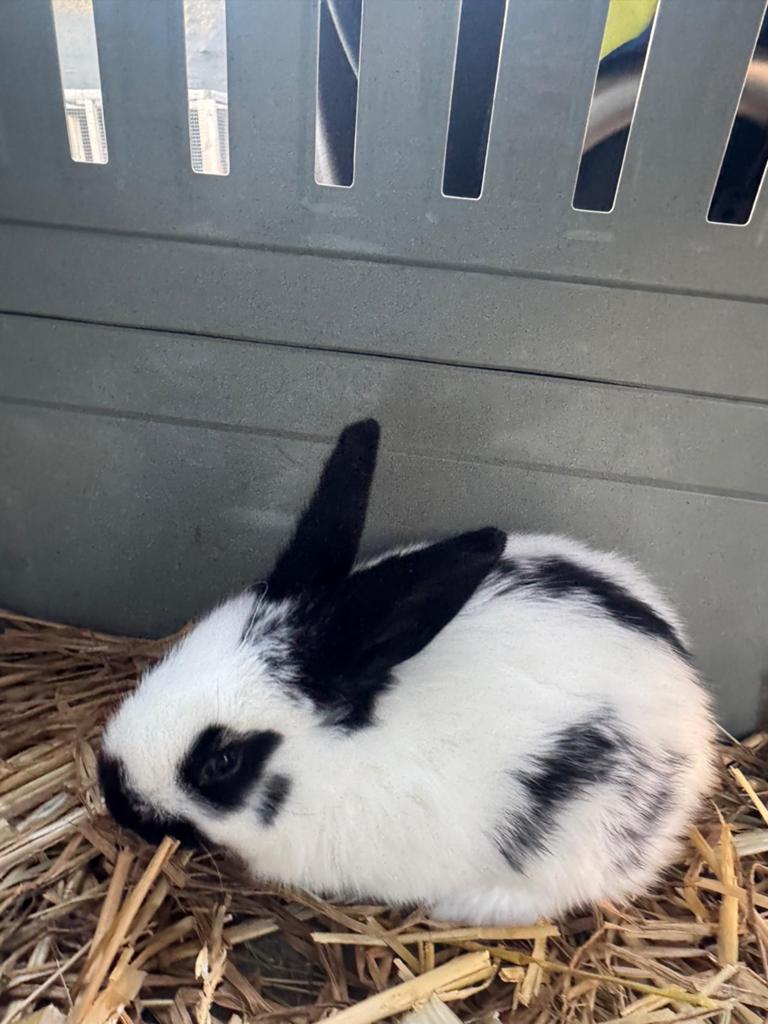 Reuzevlinder konijnen (Groot Lotharinger ) Zie omscrijving, Dieren en Toebehoren, Konijnen, Groot, Meerdere dieren, 0 tot 2 jaar