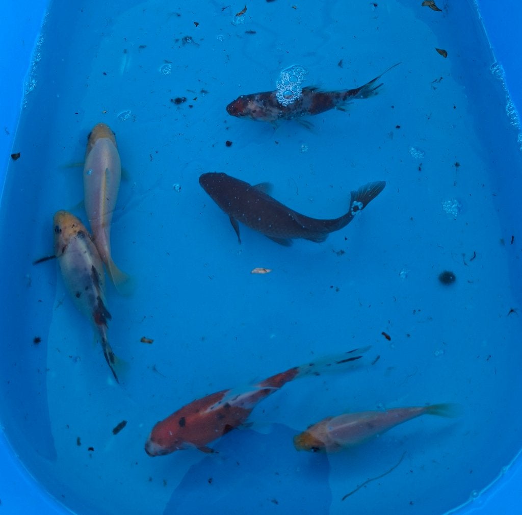 Shubunkin/sarasa, 6 stuks, 7-10 cm, Animaux & Accessoires, Poissons | Poissons d'étang