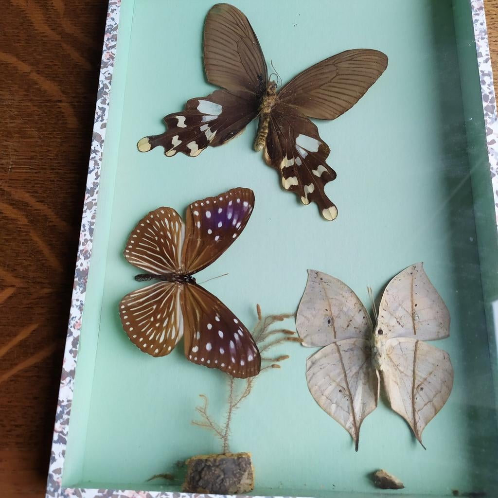Exotische vlinders, Collections, Collections Animaux, Enlèvement, Utilisé, Insecte, Autres types