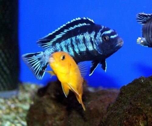 3 volwassen saulosi red coral te koop, Vis, Zoetwatervis, Schoolvis