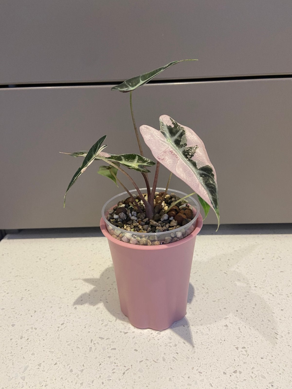 Alocasia bambino pink, Tuin en Terras, Ophalen