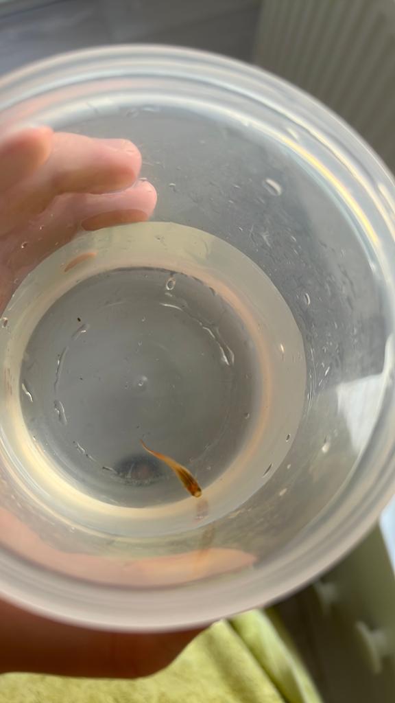1 guppy femelle gratuit, Dieren en Toebehoren, Vissen | Aquariumvissen