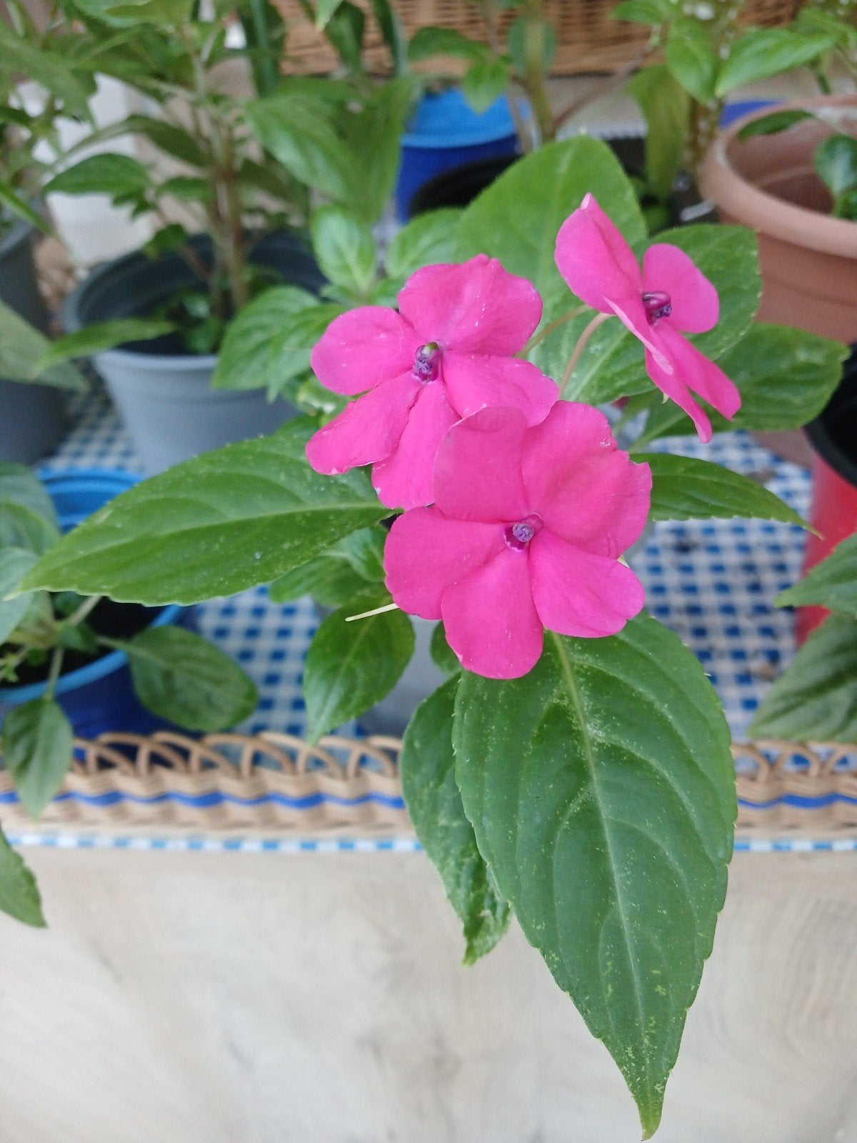 Plantes d'intérieur. "IMPATIENTE", Enlèvement