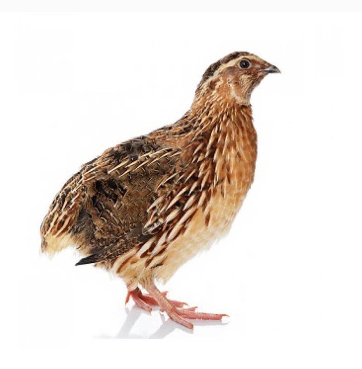 Kwartel haantjes gezocht, Dieren en Toebehoren