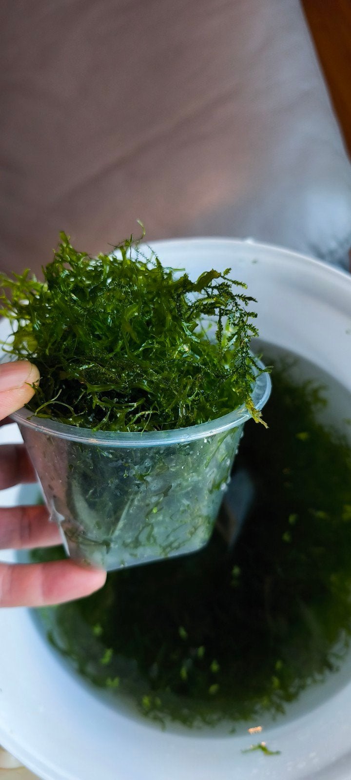 aquarium planten, Ophalen, Plant(en), Steen of Hout