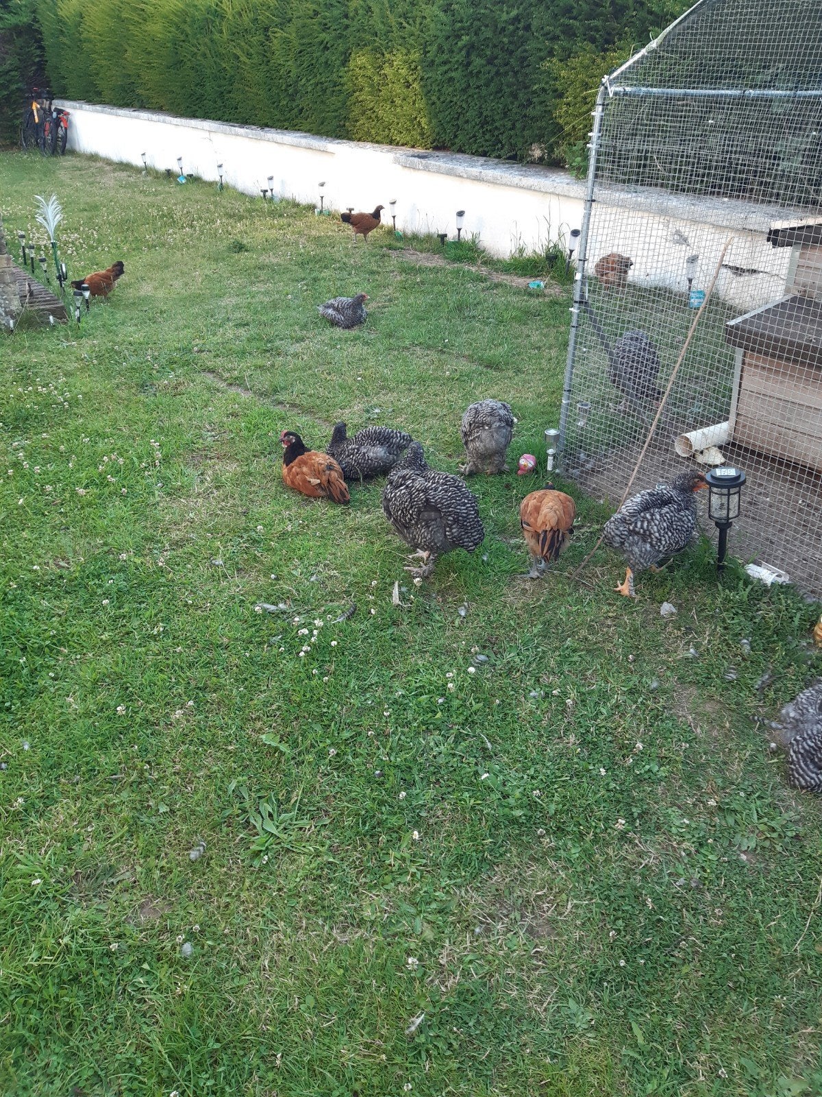 Jonge hanen te koop, Dieren en Toebehoren, Ophalen