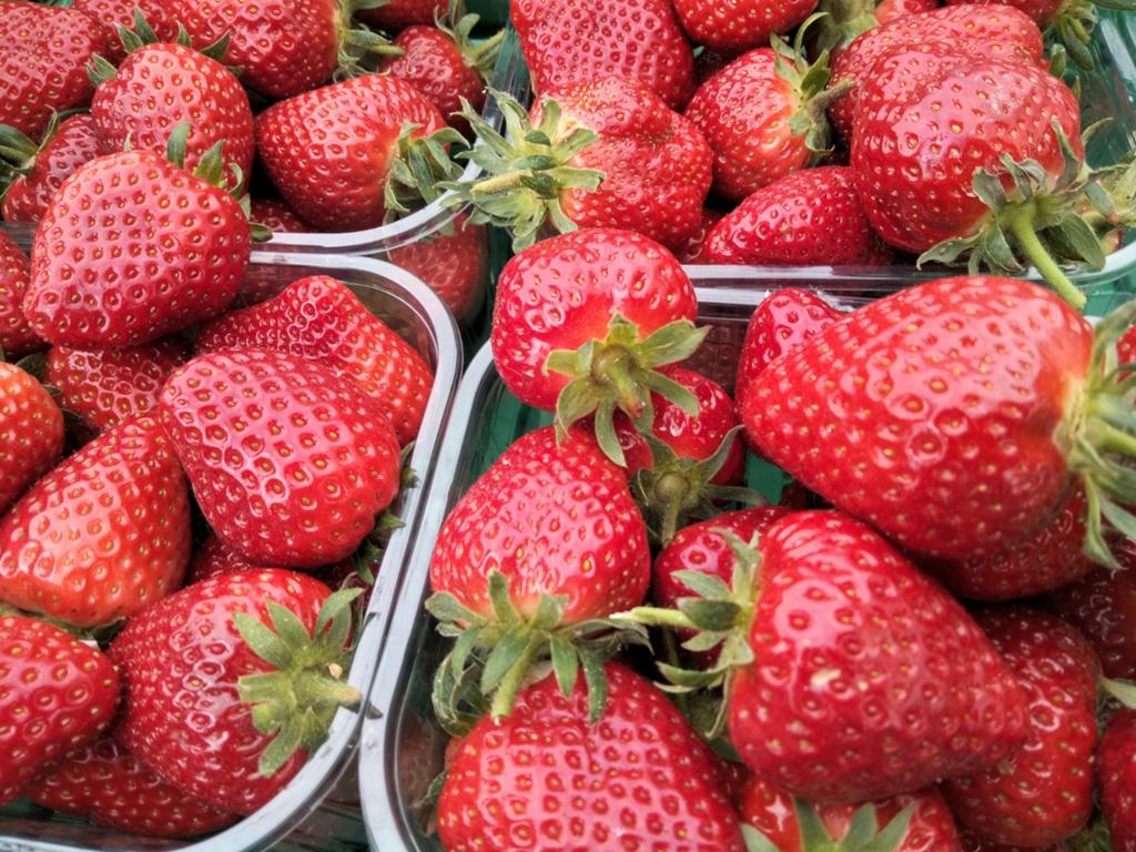 Verse aardbeien 2,5€/doosje, Tuin en Terras, Planten | Fruitbomen, Ophalen