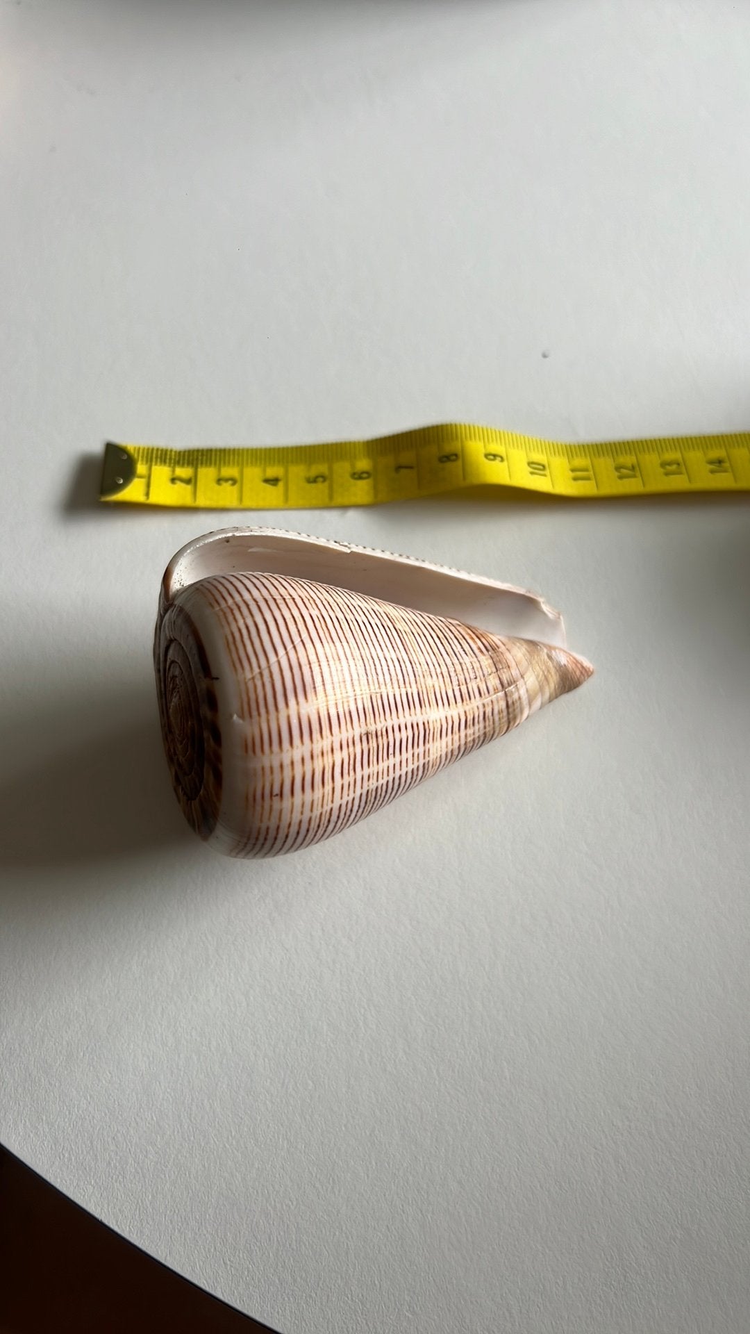 Prachtige schelp, Ophalen