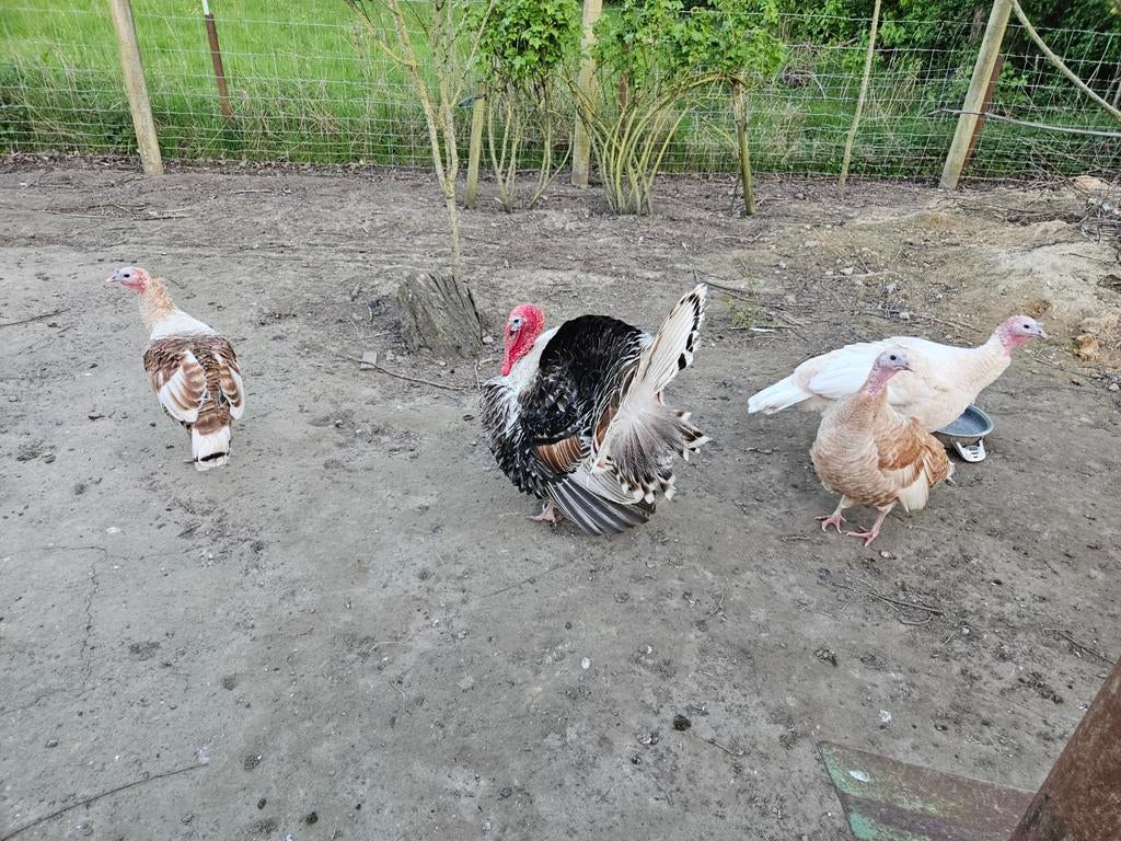 Broedeieren Ronquière kalkoenen, Dieren en Toebehoren, Pluimvee, Meerdere dieren, Kalkoen
