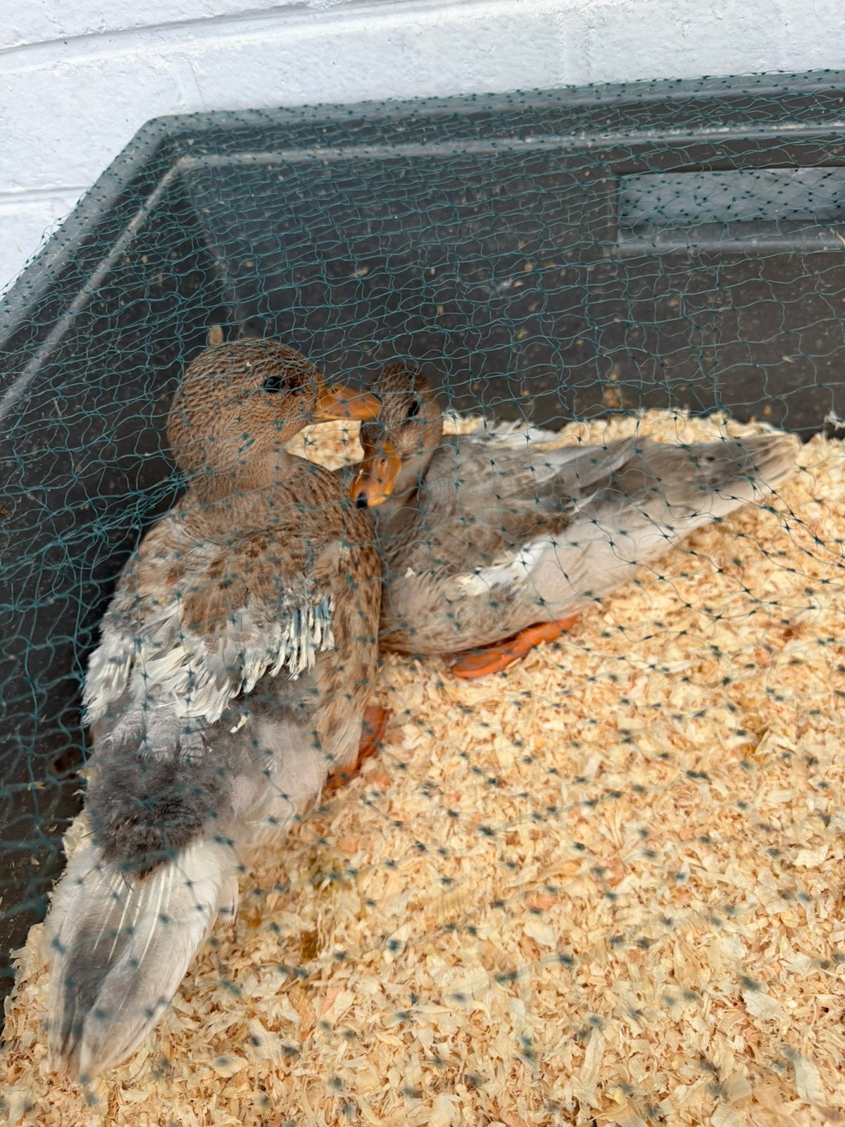 Eendjes, Dieren en Toebehoren