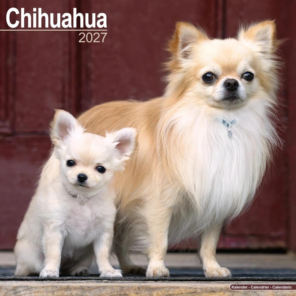 Calendrier Chihuahua 2027 en précommande, Divers, Calendriers, Envoi, Calendrier annuel, Neuf