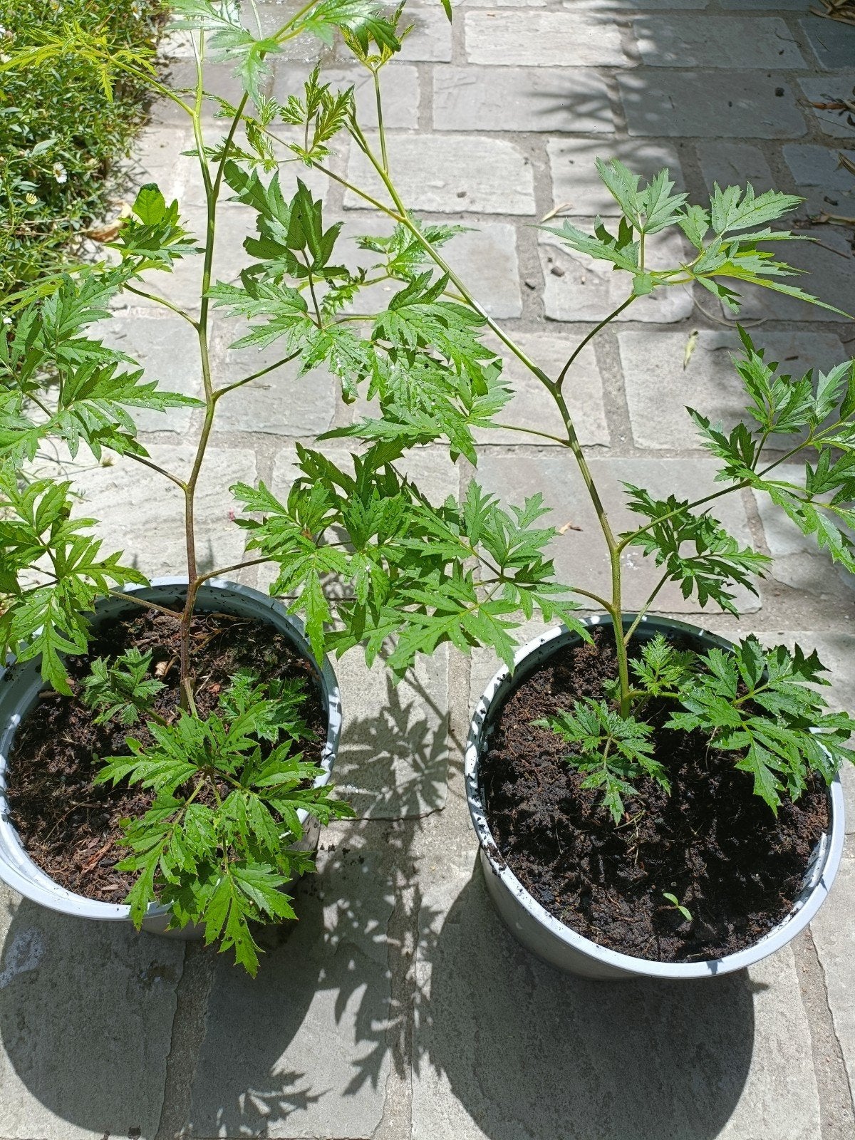 Doornloze braambes (2x), Tuin en Terras, Ophalen
