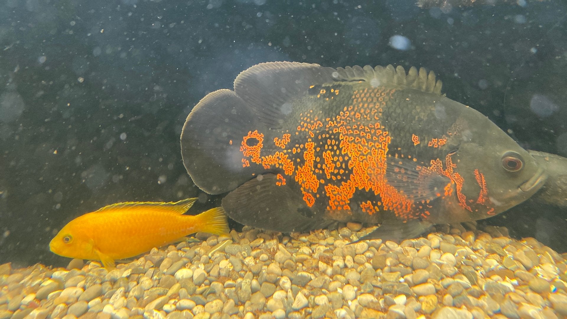 Cichliden oscar/pauwoog en labidochromis, Dieren en Toebehoren