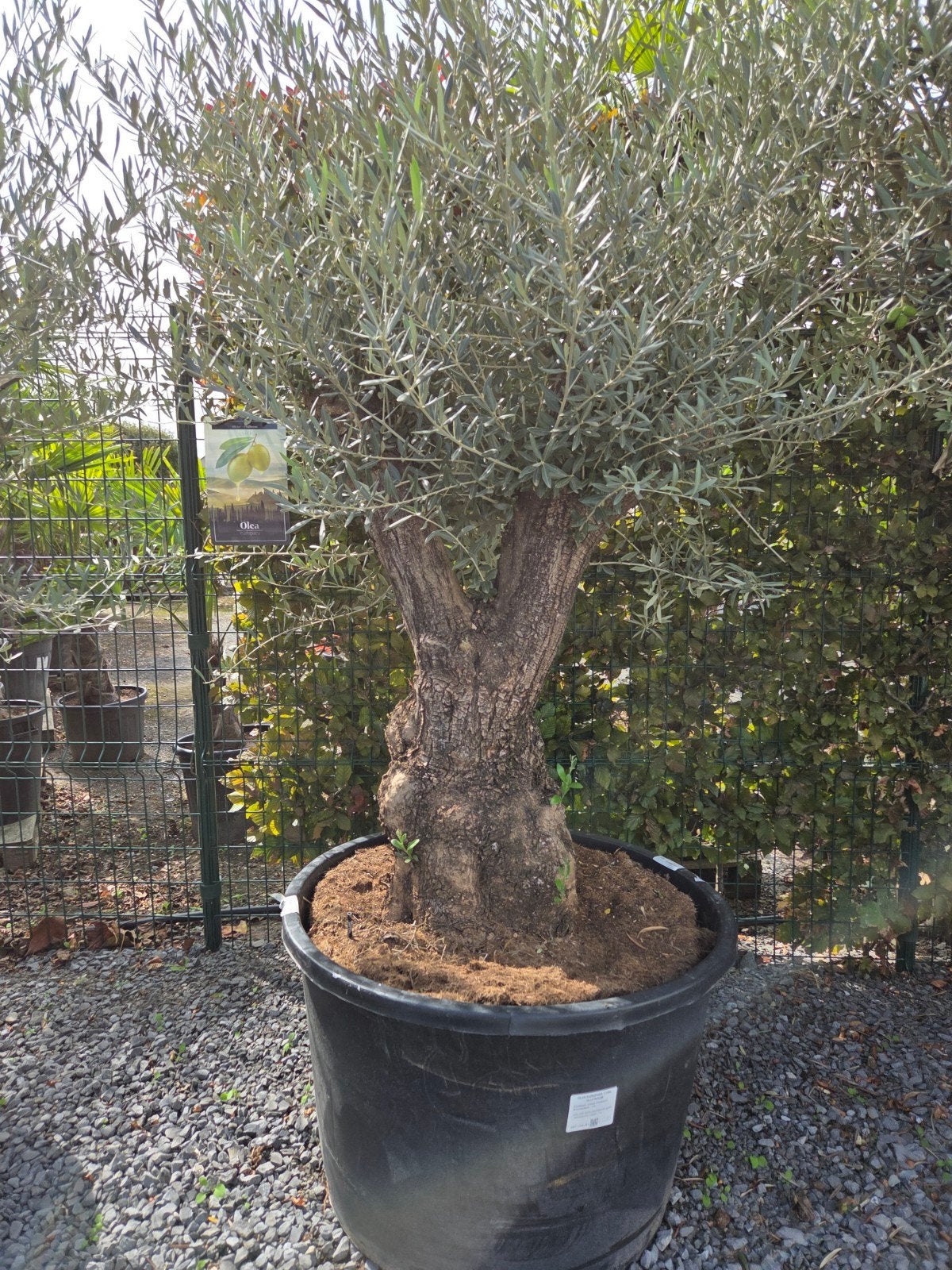 Olijfboom Olea Europaea Bonsai, Ophalen, Olijfboom