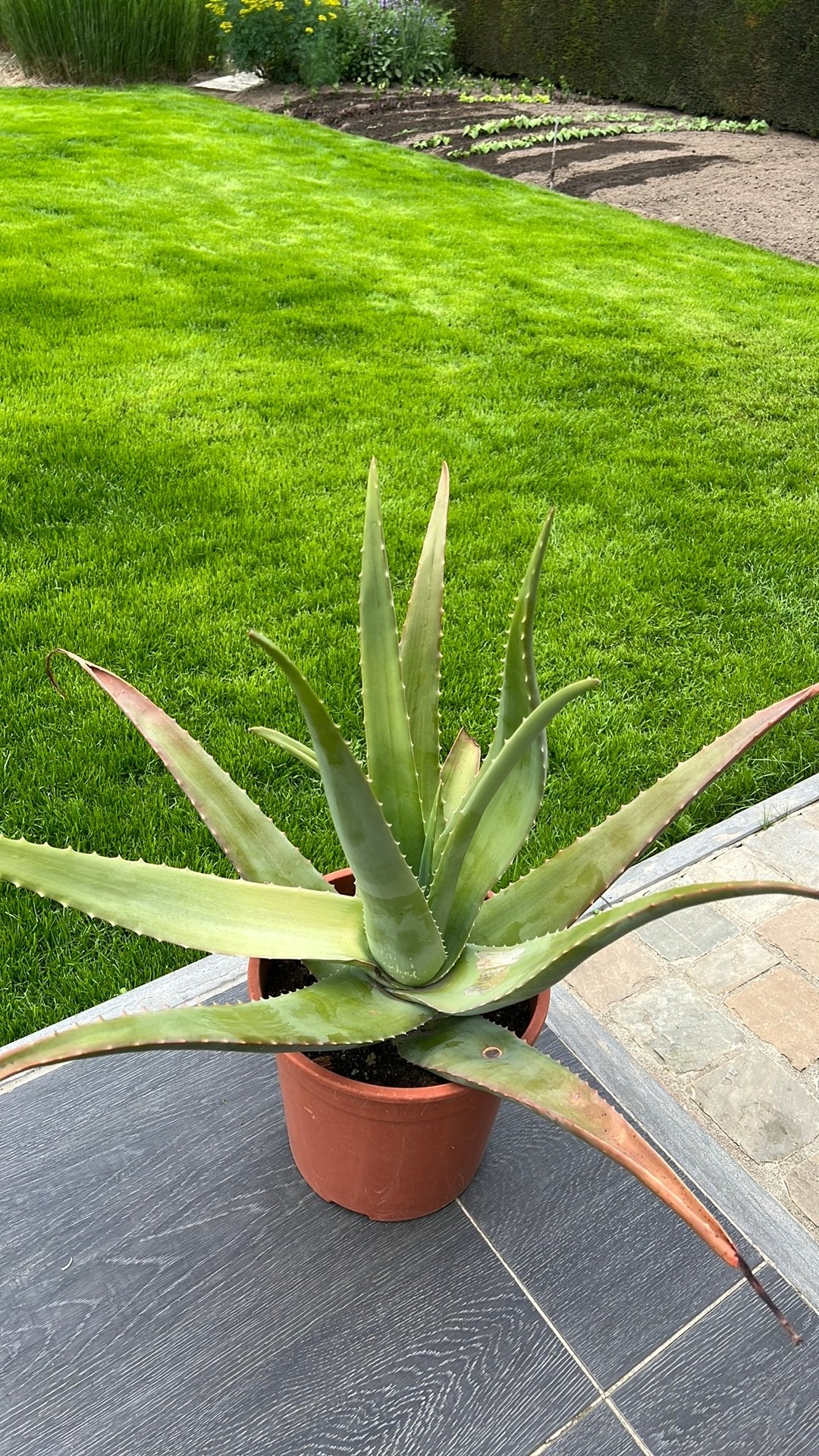 Aloe vera grote plant, Ophalen
