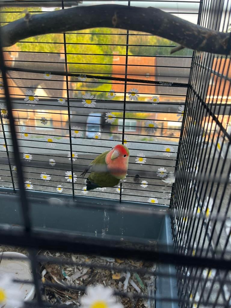 Papegaai, Dieren en Toebehoren, Papegaai