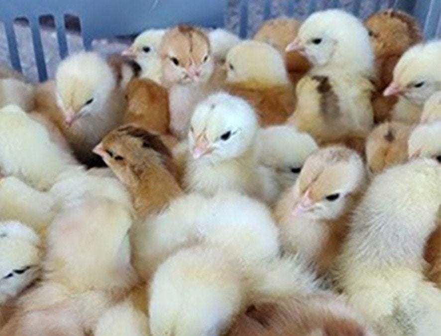 schattige kuikentjes beschikbaar, Dieren en Toebehoren, Pluimvee