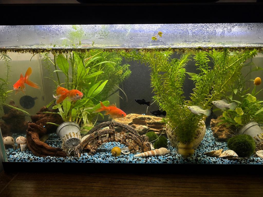Compleet aquarium + vissen + decoratie, Poisson