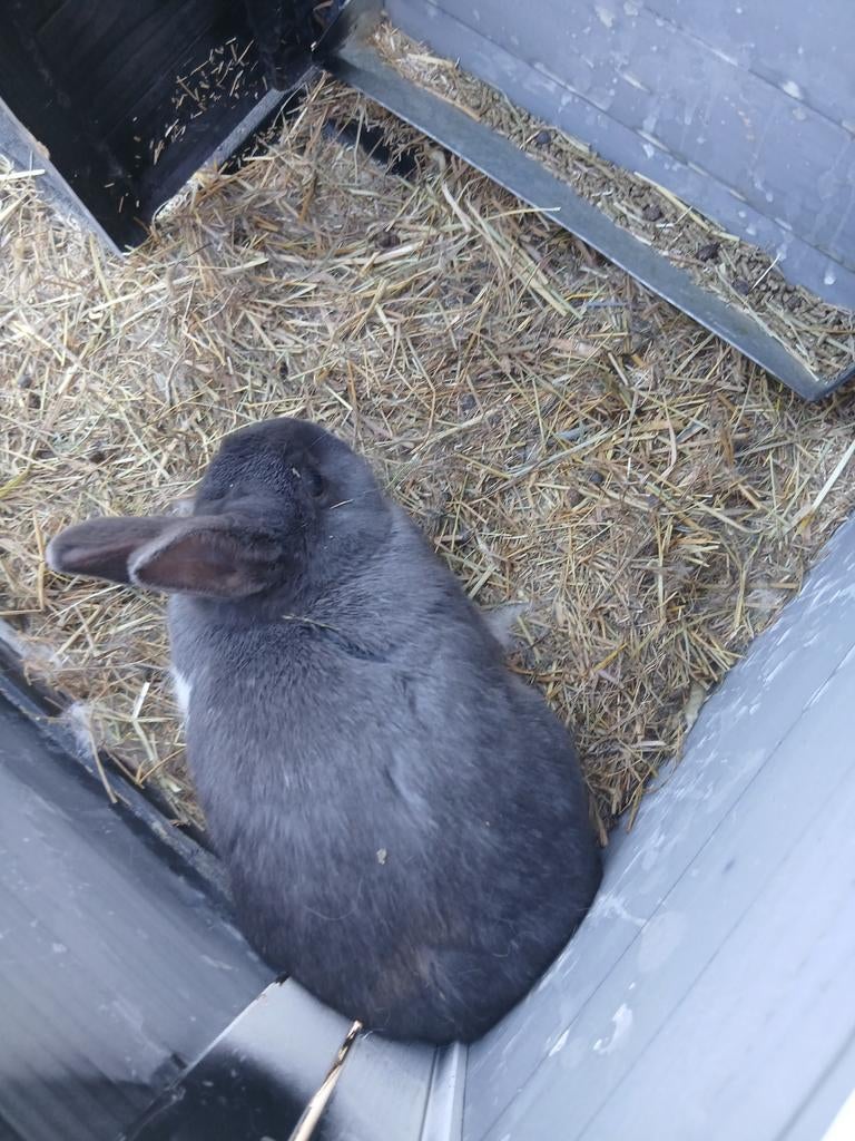 Konijn zoekt thuisje, Dieren en Toebehoren, Mannelijk, Mei, Overige typen, Tam