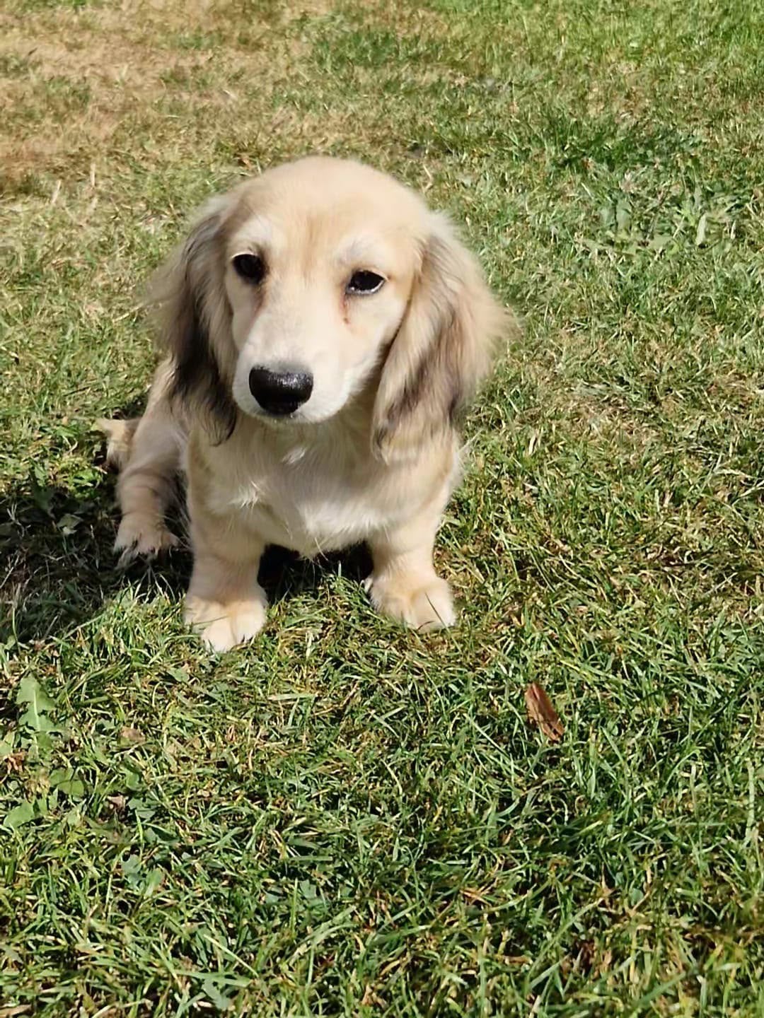 teckel pups,dwerg,langharig,shaded Cream ,cream,teefje, Dieren en Toebehoren, België, 8 tot 15 weken, Teef, Dwerg