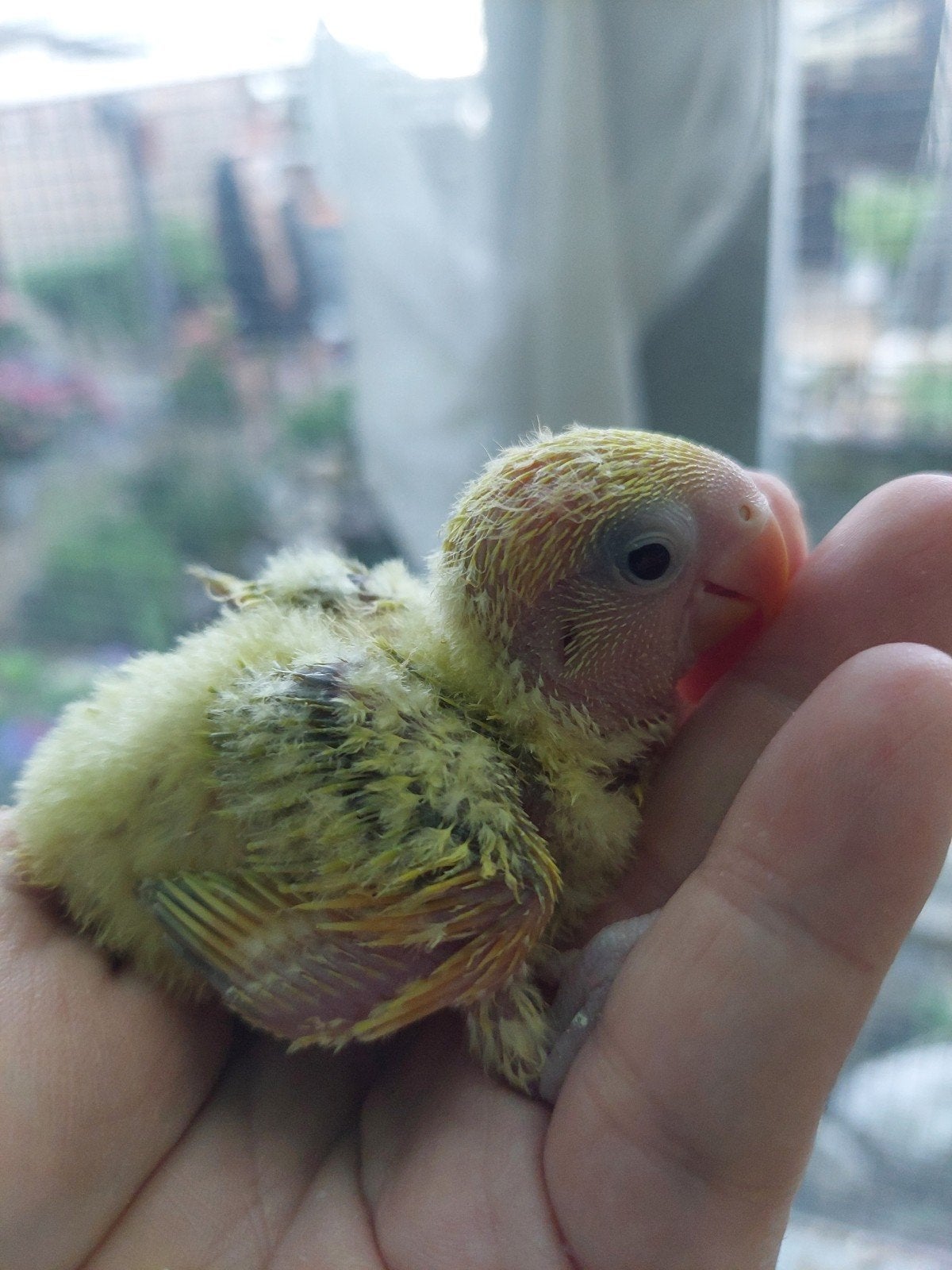 Dwergpapegaai baby handtam, Dieren en Toebehoren, Vogels | Parkieten en Papegaaien, Geringd