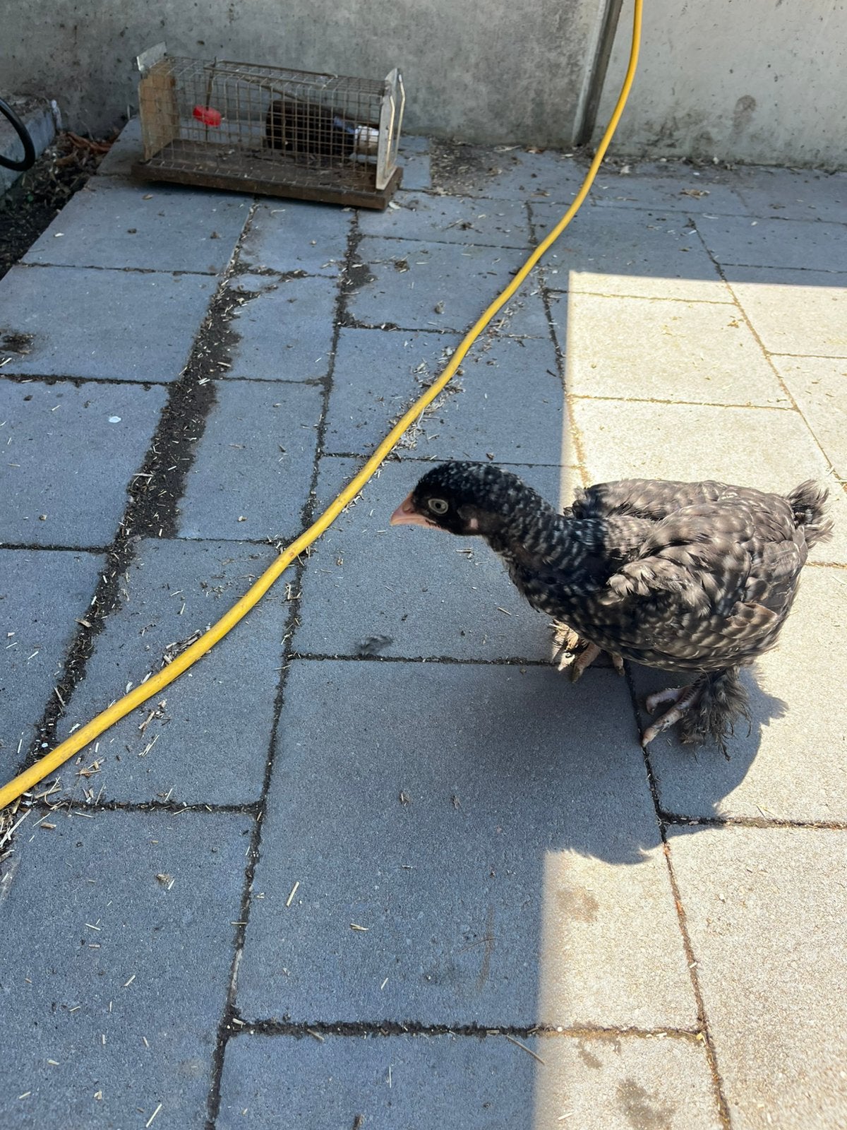 Mechelse koekoek hennen kuikens
