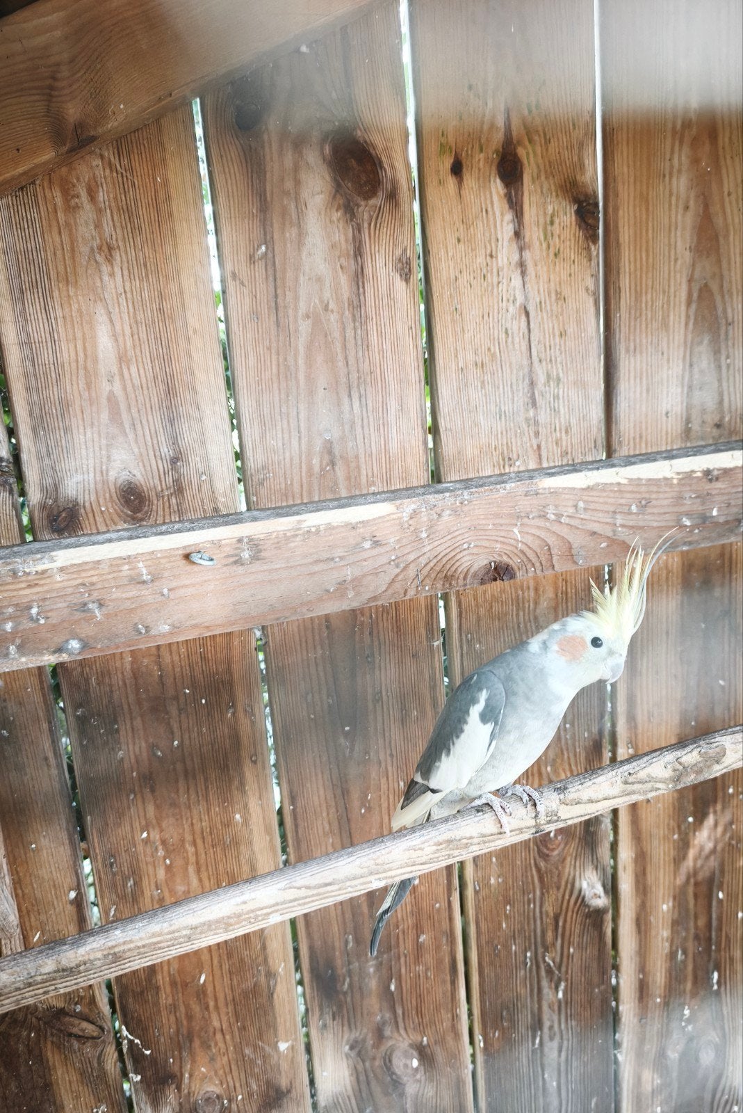 valkparkiet pop, Dieren en Toebehoren, Vrouwelijk, Parkiet