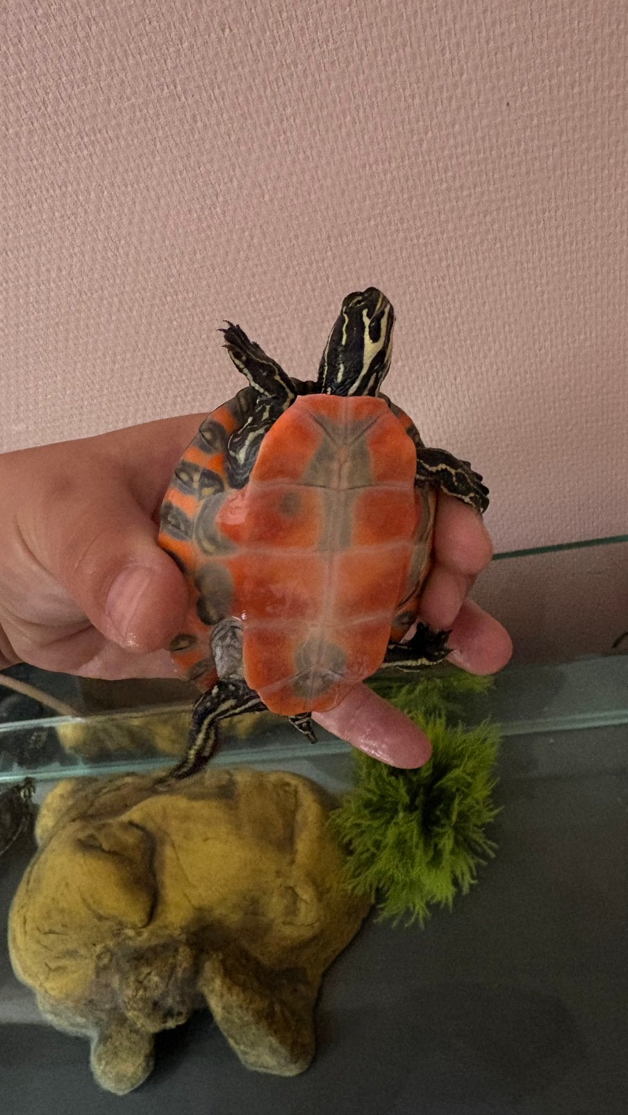 pseudemys rubriventris te koop, Animaux & Accessoires, Reptiles & Amphibiens, Tortue, 0 à 2 ans, Avec terrarium, Domestique