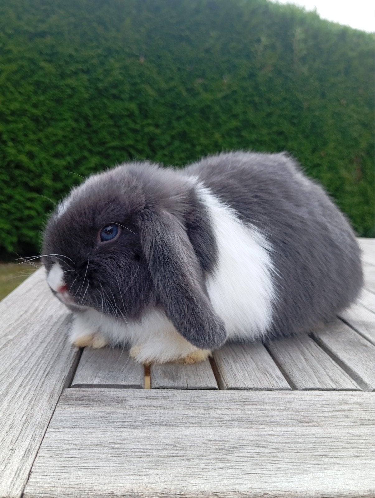 bonte minilop voedster, Dieren en Toebehoren, Konijnen, Klein