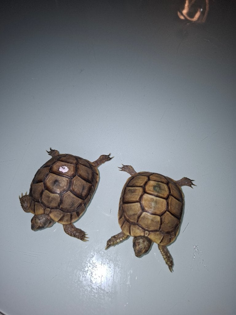 2 bébé Tortue terrestre, Animaux & Accessoires, Reptiles & Amphibiens, Tortue, Domestique, 0 à 2 ans