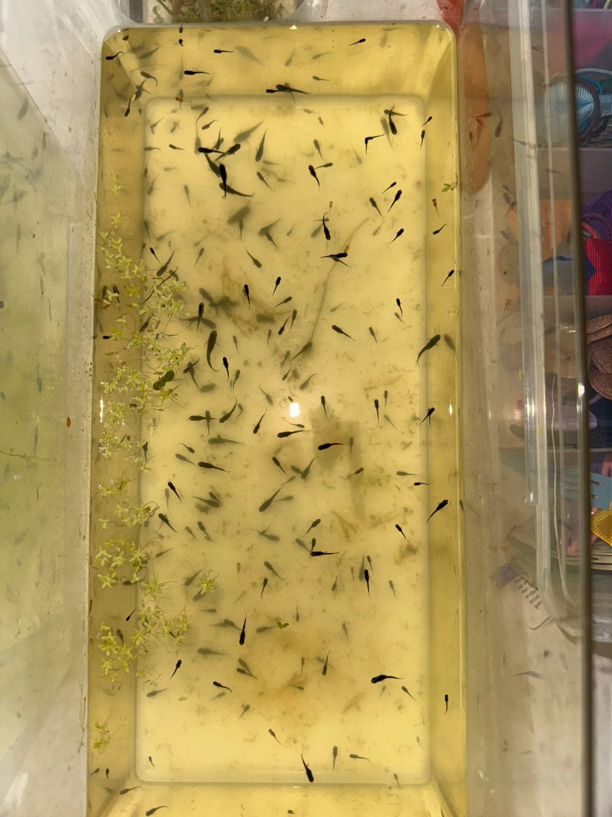 Jonge Medaka visjes te koop (Black devil), Dieren en Toebehoren, Vissen | Aquariumvissen, Vis, Zoetwatervis, Schoolvis