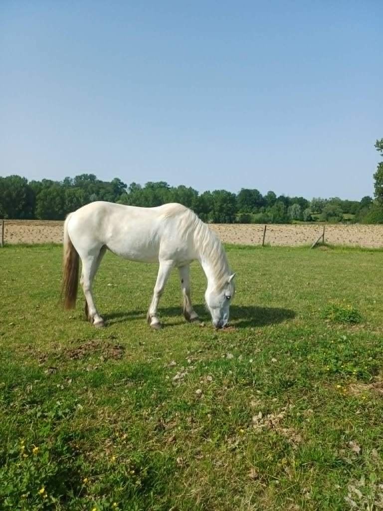 Recreatiemerrie te koop., Dieren en Toebehoren, Merrie, Minder dan 160 cm, Niet van toepassing, Recreatiepaard